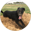 Asaf Amiel profile picture